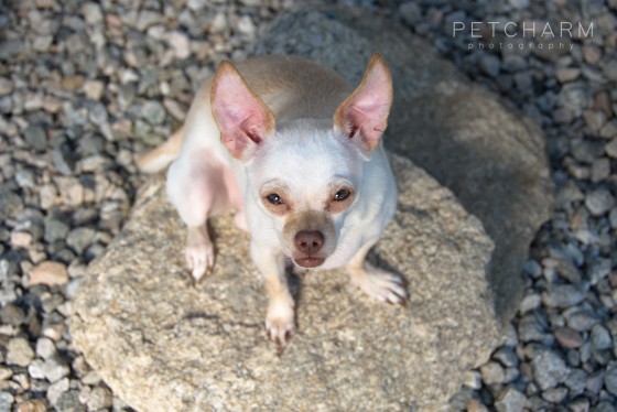 Photo 3 by Pet Charm Photography for Portfolio