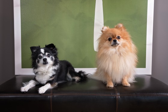 Photo 16 by Diana Lundin for Pet Photography