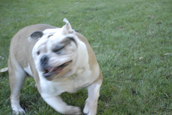 Photo 75 by Roy Caratozzolo for Pet Photography