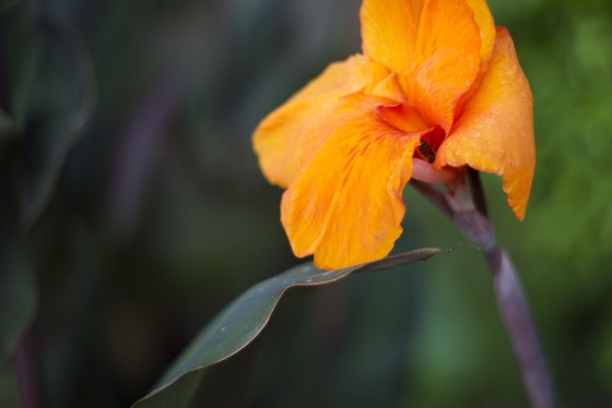 Photo 0 by Caslin for Nature