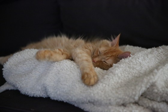 Photo 1 by Roger Timm for Pet Photography
