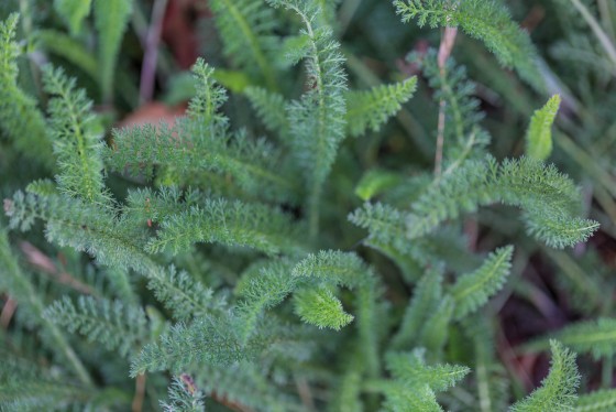 Foliage