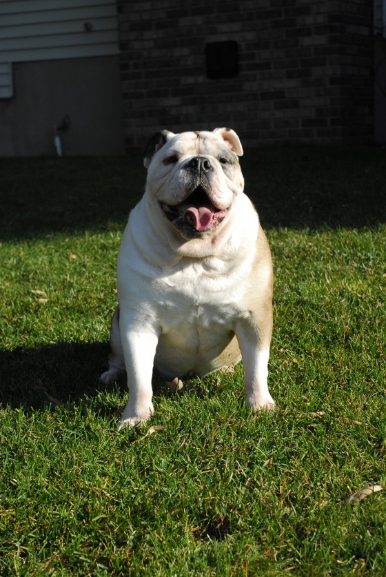 Photo 117 by Roy Caratozzolo for Pet Photography