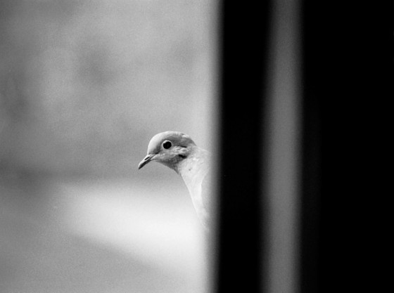 Photo 10 by Roy Caratozzolo for Pet Photography