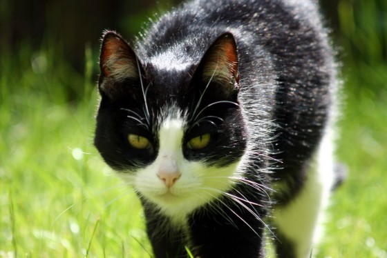 Wildcat