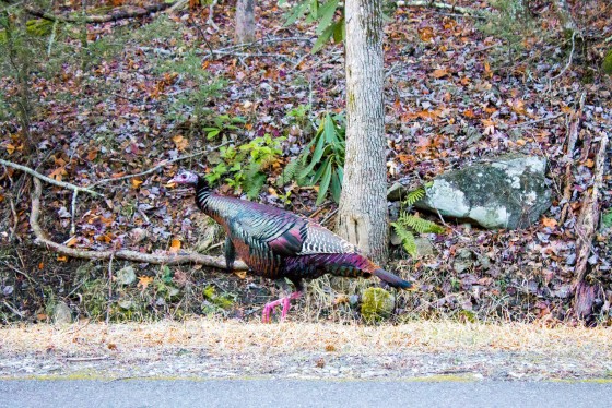 Photo 29 by Creative Maven for Nature Photography