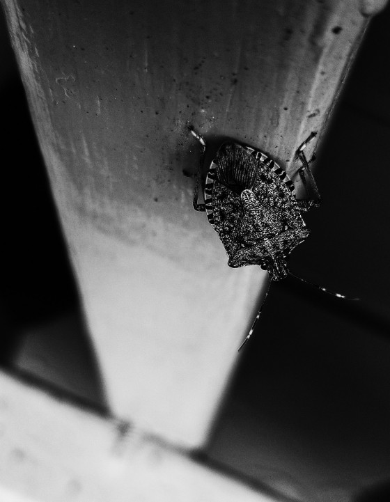 A Bugs Life 1