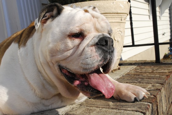 Photo 60 by Roy Caratozzolo for Pet Photography