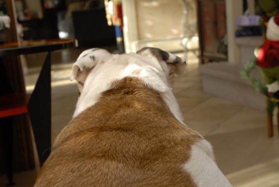 Photo 65 by Roy Caratozzolo for Pet Photography