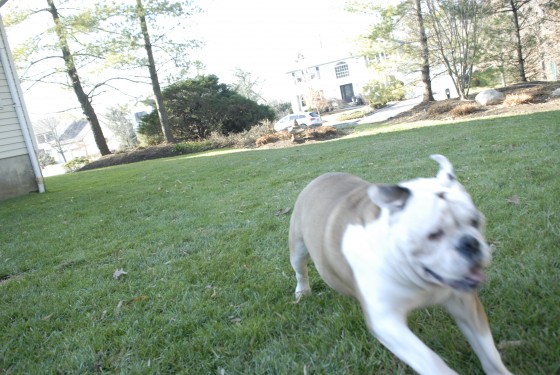 Photo 79 by Roy Caratozzolo for Pet Photography