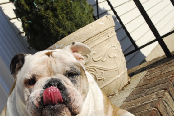 Photo 62 by Roy Caratozzolo for Pet Photography