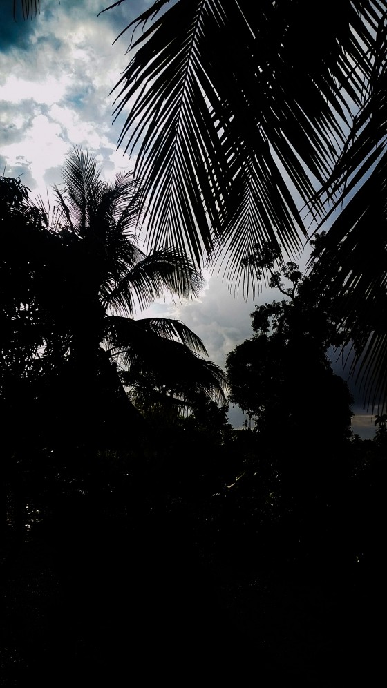 Haitian Backdrop