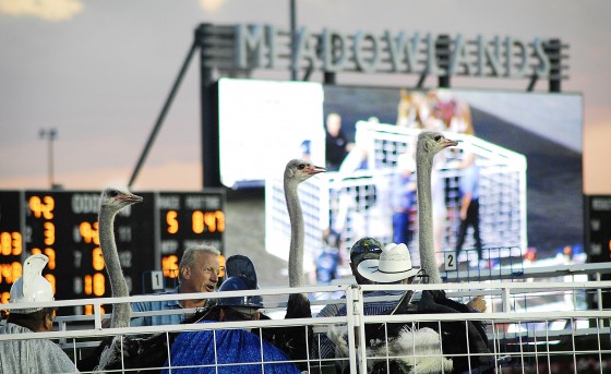 Photo 198 by Roy Caratozzolo for Sports Photography
