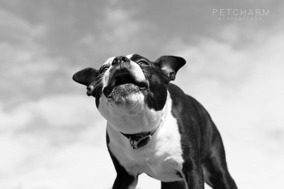 Photo 1 by Pet Charm Photography for Portfolio