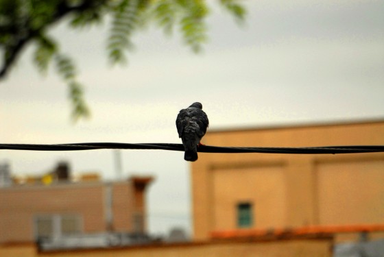 Photo 35 by Roy Caratozzolo for Pet Photography
