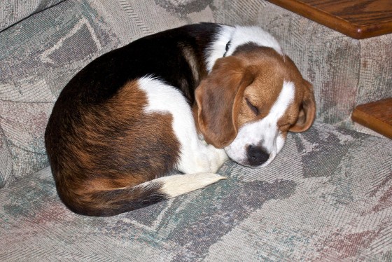 Sleepy Puppy