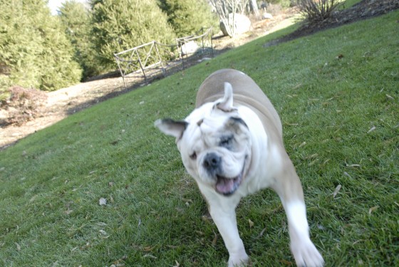 Photo 78 by Roy Caratozzolo for Pet Photography