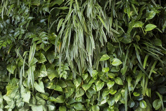 Green wall