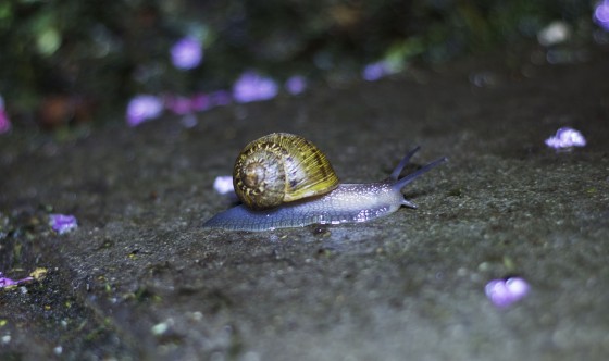 Photo 5 by Caslin for Nature