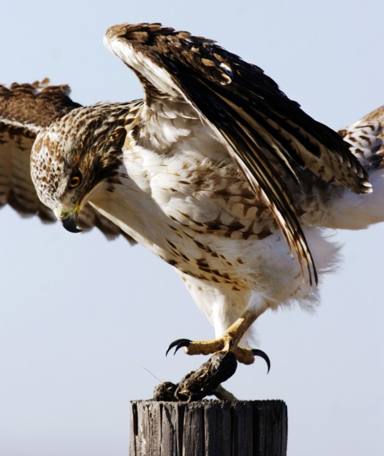 Photo 16 by Al Key Photography for Wildlife