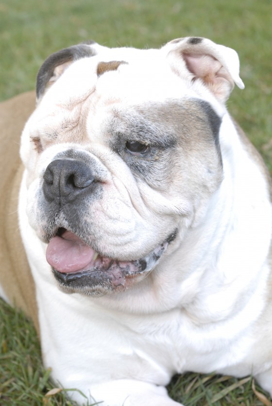 Photo 112 by Roy Caratozzolo for Pet Photography