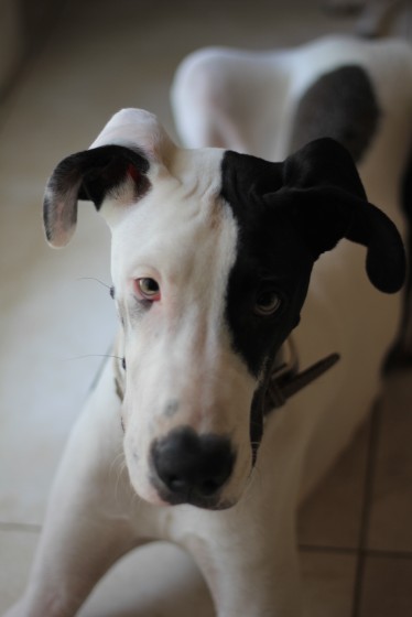 Photo 2 by HH Media for Pet shots