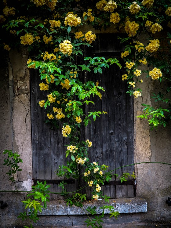 flowers and window