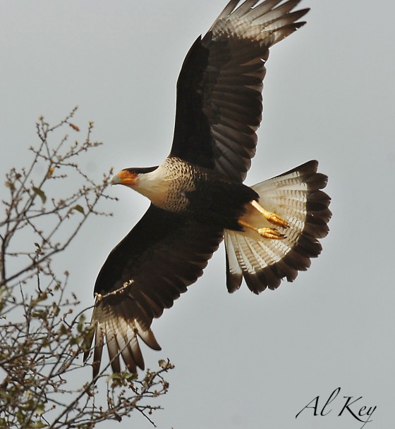 Photo 0 by Al Key Photography for Wildlife