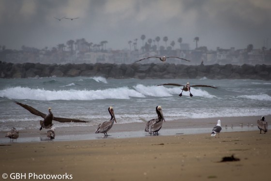 Newport