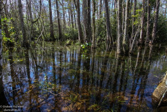 The big Cypress Preserve.
Florida