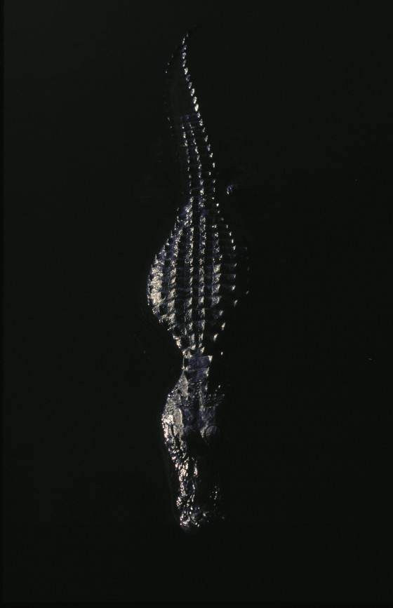Photo 56 by Dan Minicucci for Personal Work