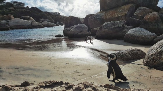The Penguins of Boulders Beach