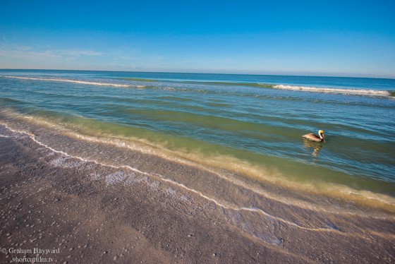 A lone pelican...for now.