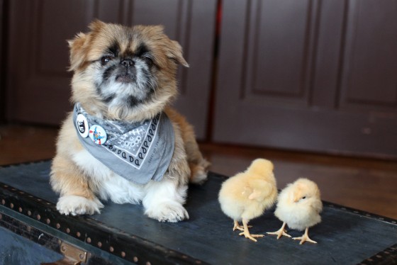Photo 35 by Retrospect Designs for Pets