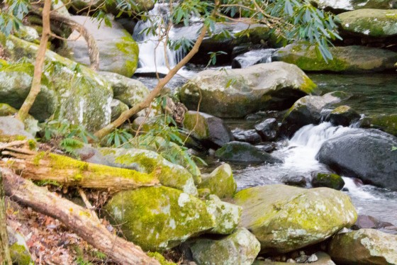 Photo 30 by Creative Maven for Nature Photography