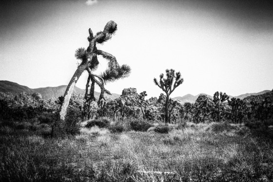 JTNP