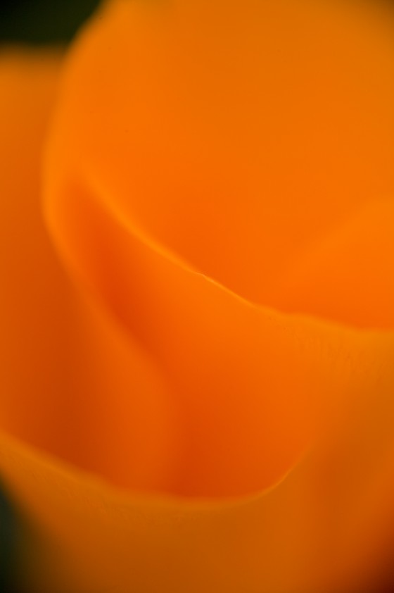 California Poppy