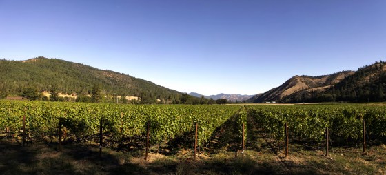 Vineyard