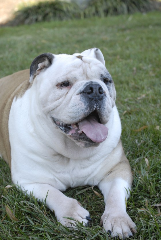 Photo 114 by Roy Caratozzolo for Pet Photography