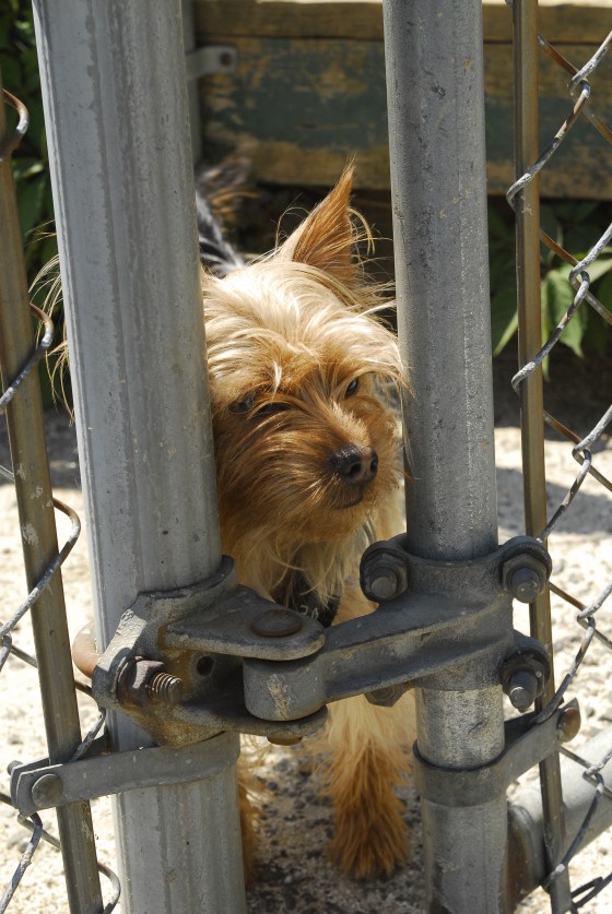 Photo 104 by Roy Caratozzolo for Photo Journalism