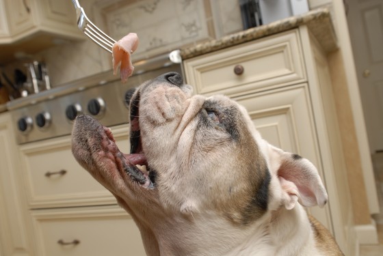 Photo 73 by Roy Caratozzolo for Pet Photography