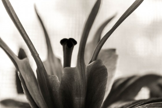 Photo 13 by Creative Maven for Nature Photography