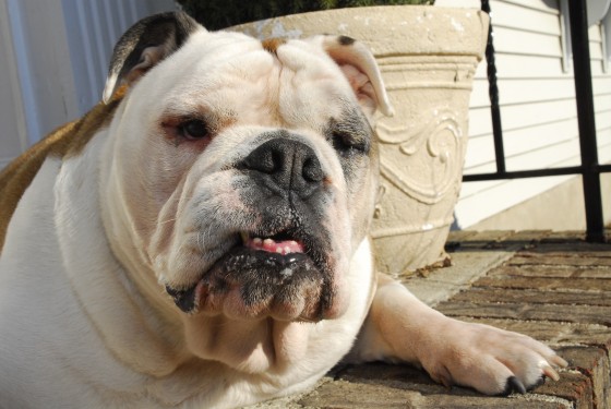 Photo 59 by Roy Caratozzolo for Pet Photography