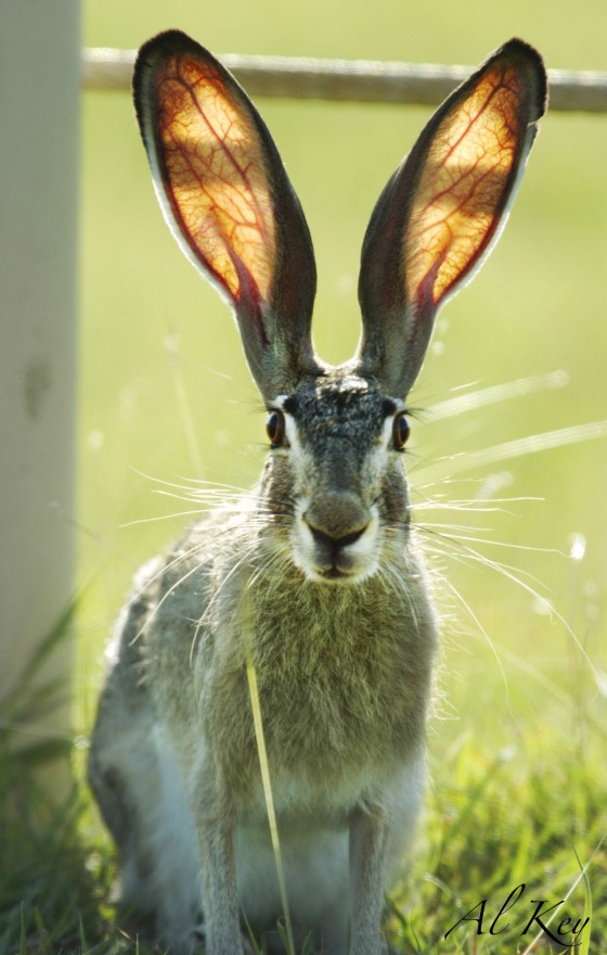 Photo 2 by Al Key Photography for Wildlife