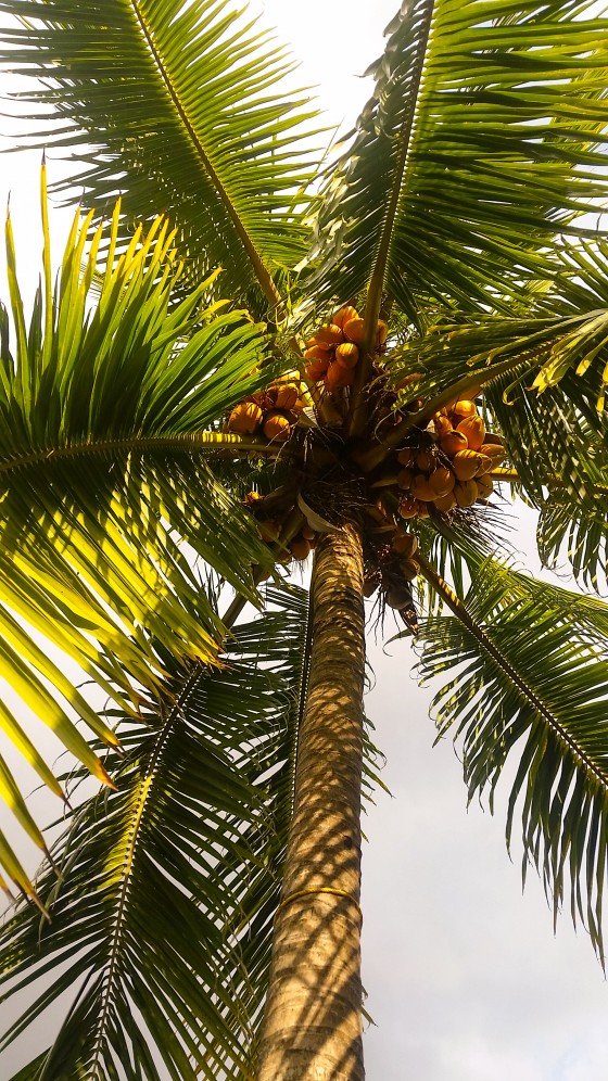 Island Palm