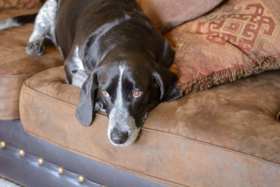 Photo 11 by for Pets and their Owners