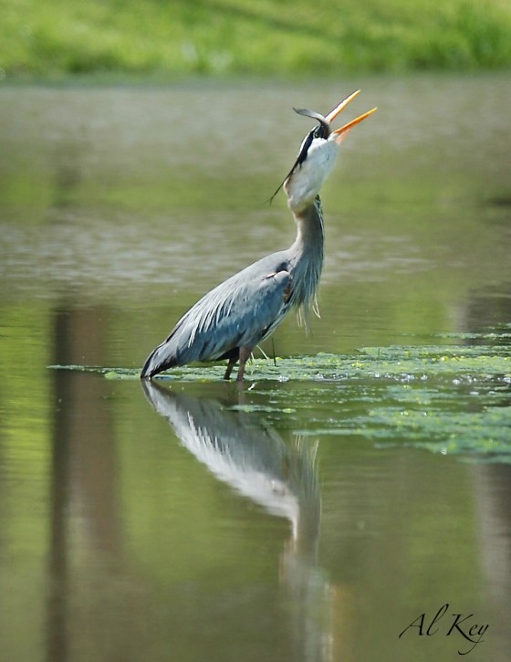 Photo 17 by Al Key Photography for Wildlife