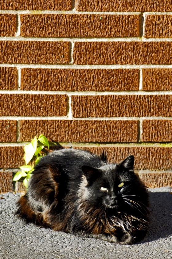 Photo 39 by Roy Caratozzolo for Pet Photography