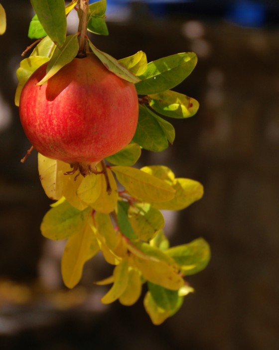 still ripening on the tree