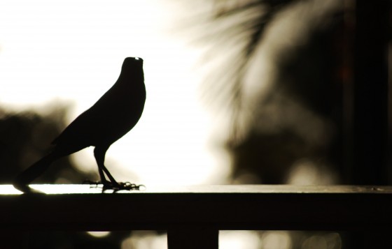 Bird at Tea